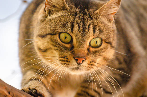 istock Portrait of a watching cat 1202211811