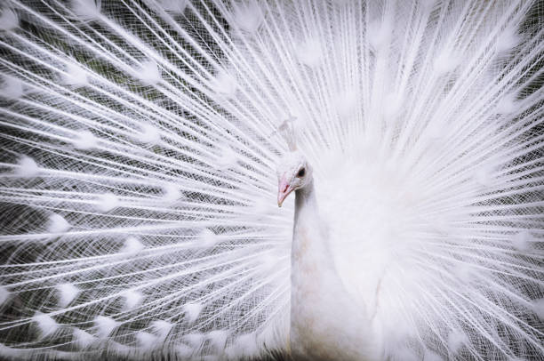 istock White peacock with open tail. Fauna background. 1202211816