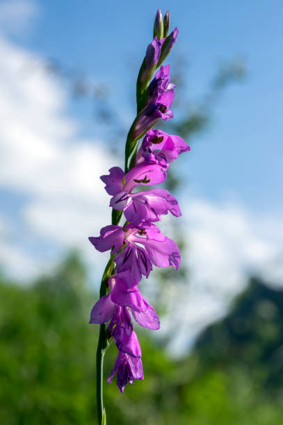 gladiolus imbricatus, giglio di spada, pianta cormorosa perenne in fiore - flower purple gladiolus isolated foto e immagini stock