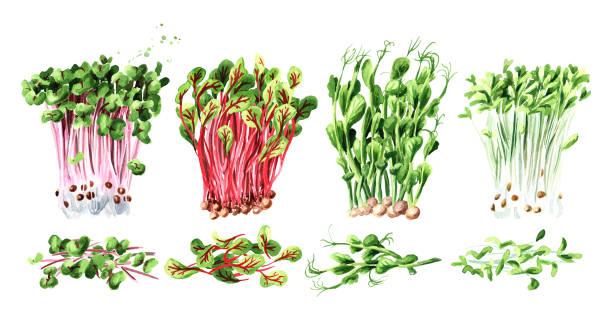 ilustrações, clipart, desenhos animados e ícones de microverde abetos definido. conceito de alimentação vegana e saudável, germinação de sementes. ilustração de aquarela desenhada à mão, isolada em fundo branco - cress