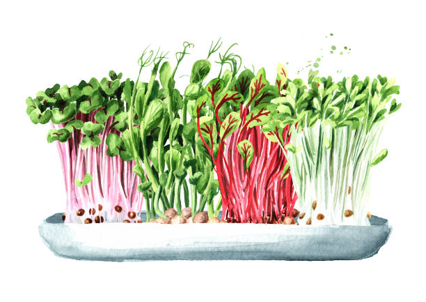 마이크로 그린. 비건 과 건강한 식사 개념. 발아 마이크로 그린. 종자 발아. 흰색 배경��에 고립 된 손으로 그린 수채화 그림 - hydroponics seed seedling plant stock illustrations