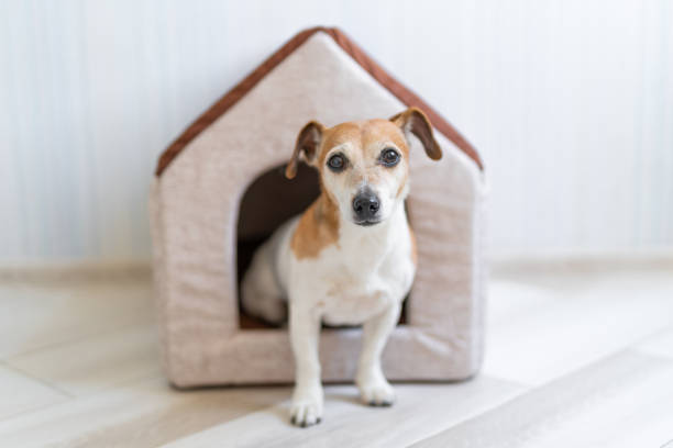 istock lovely dog at home 1202212852
