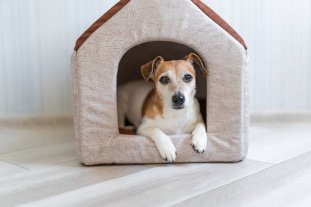 istock resting cute dog looking to the camera 1202212894
