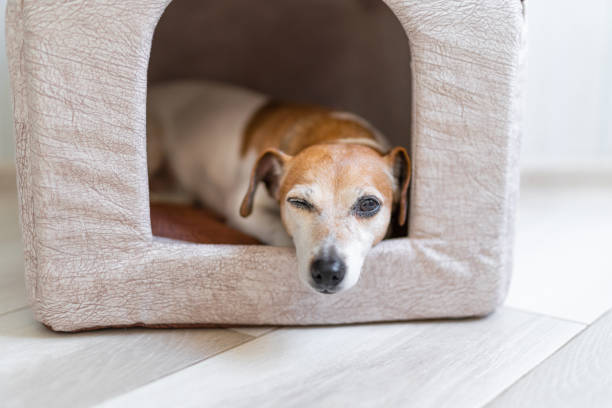 istock Dog lying down having rest in the house 1202212909