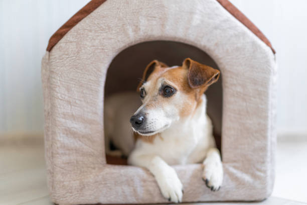 istock dog in the house 1202212923