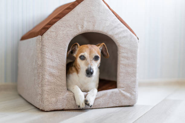 istock relaxing small jack russell terrier 1202212935