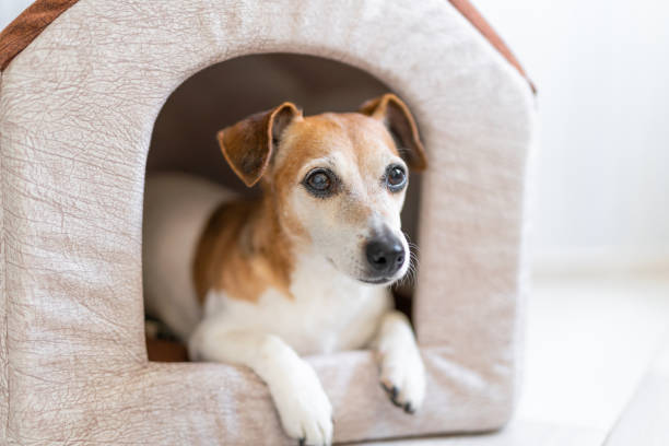 istock adorable lying dog in small house 1202212943