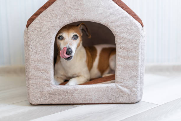 istock Licking small dog inside pet house 1202212956