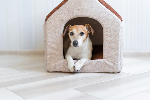 Chilling dog Jack russell terrier in his small comfortable house