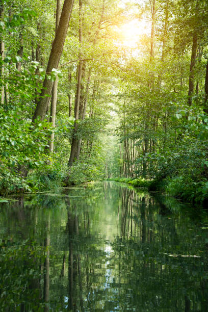 햇빛에 대한 숲 강 풍경 - spreewald 뉴스 사진 이미지