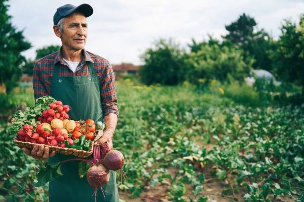 istock Farmer holding beet and basket with vegetables 1202213363