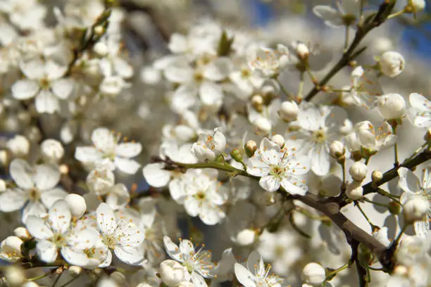 many blooming flowers on cherry tree branches