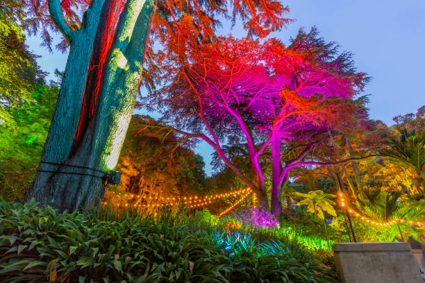 istock Botanic garden illuminated with artificial lights 1202215355