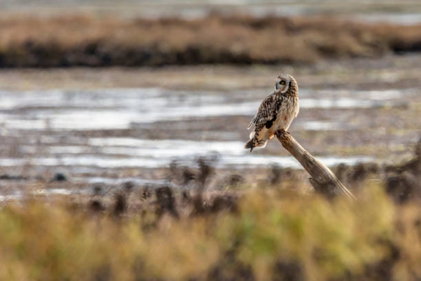 istock short-eared owl perching on a wooden pole at Boundary Bay Beach, Delta, BC, Canada 1202215994