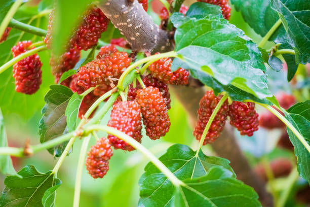 istock Red ripe Mulberry fruit on tree branch 1202216180