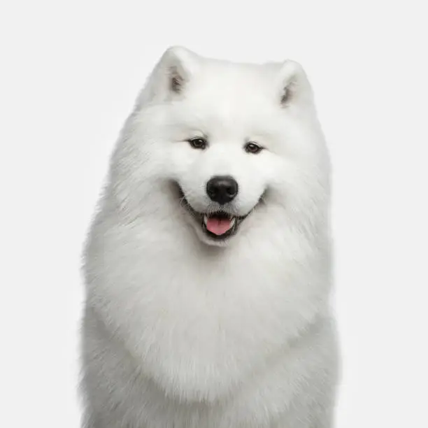 Portrait of Furry Samoyed Dog happy smiling isolated on white background, front view