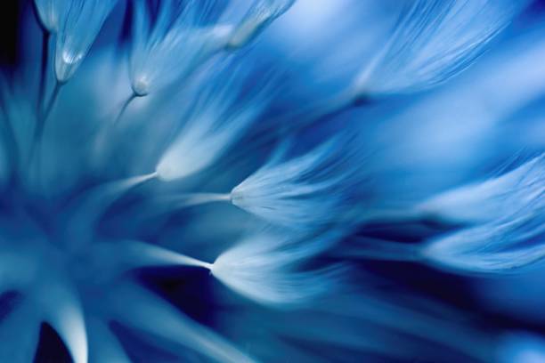 istock Blurred flower - abstract background -  Trendy color 2020 - classic blue. 1202216542