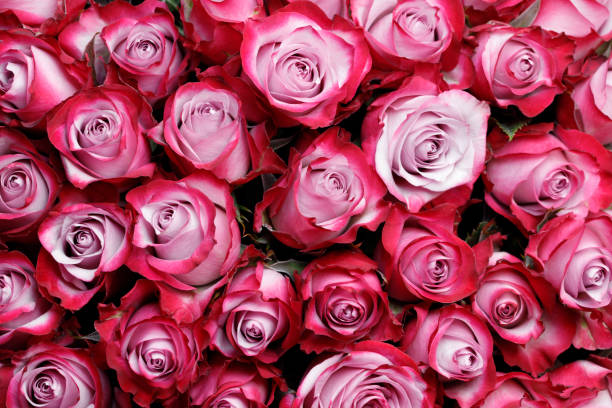 istock Pink rose flowers background 1202217234
