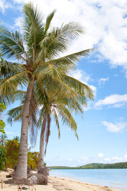 istock White sand beach and palm trees. Caramoan Islands, Philippines 1202217276