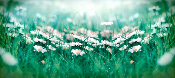 istock Daisy flower, little daisy in grass, beautiful nature 1202217574