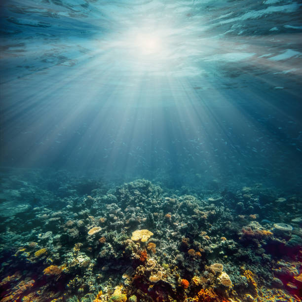 istock Underwater coral reef on the red sea 1202218872