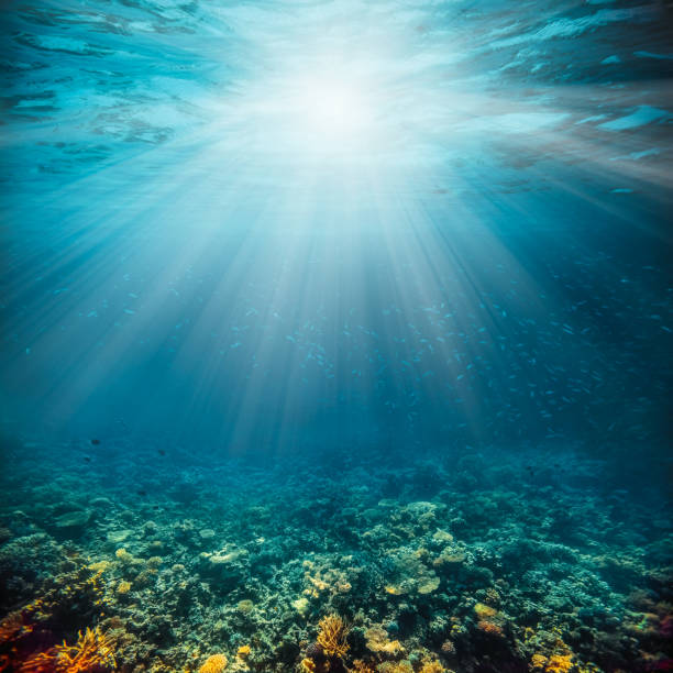 istock Underwater coral reef on the red sea 1202218915