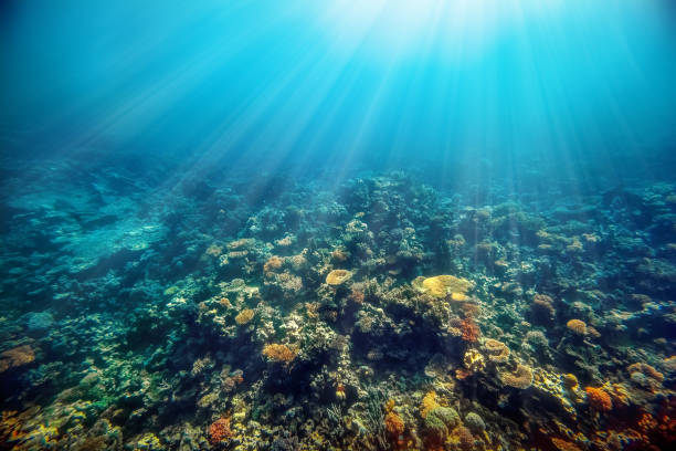 istock a underwater coral reef on the red sea 1202218948