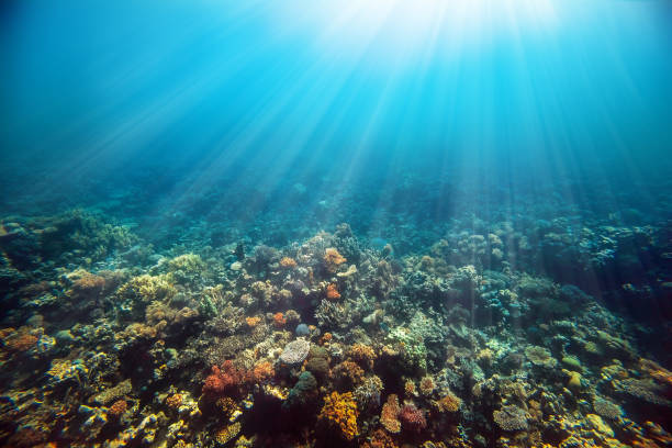 istock a Underwater coral reef on the red sea 1202218981
