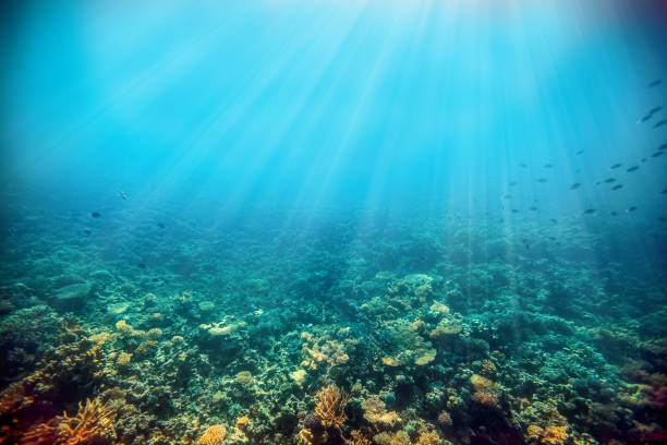 istock Underwater coral reef on the red sea 1202219010