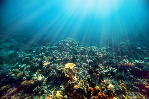 istock Underwater coral reef on the red sea 1202219031