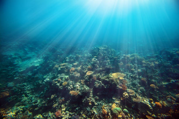 istock a underwater coral reef on the red sea 1202219125