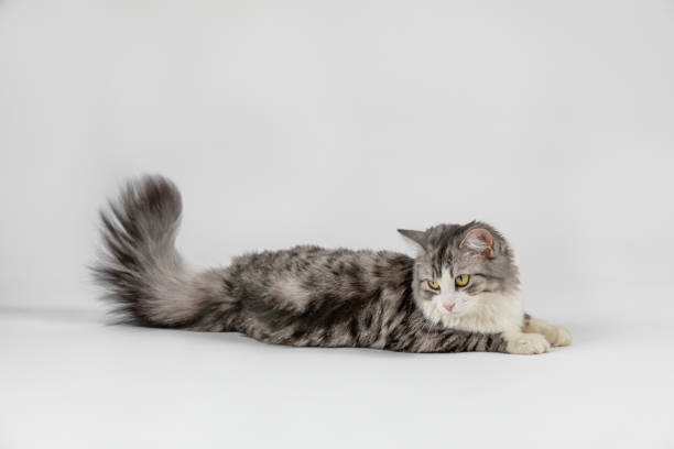 istock gray cute cat lies on white background 1202219883