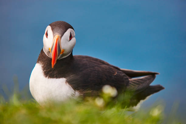 istock Puffin on Mykines cliffs and atlantic ocean. Faroe birdlife 1202221483