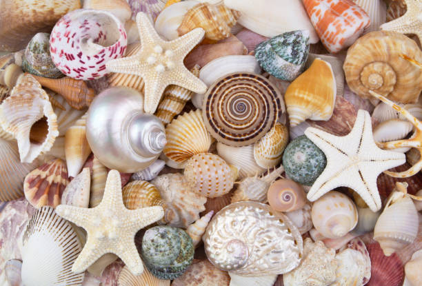 istock Colorful seashells with starfishes background 1202221630