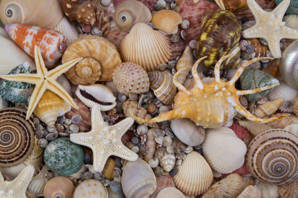 istock Colorful seashells with starfishes background 1202221820