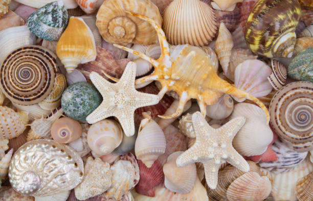 istock Colorful seashells with starfishes background 1202221858