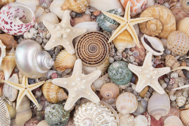 istock Colorful seashells with starfishes background 1202221961