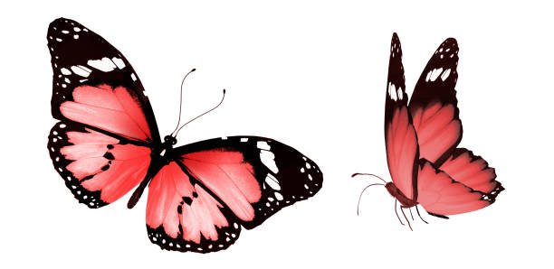 istock Color butterflies , isolated on white background 1202222066