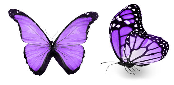 istock Color butterflies , isolated on white background 1202222079