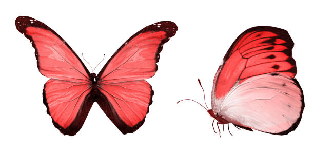 istock Color butterflies , isolated on white background 1202222086