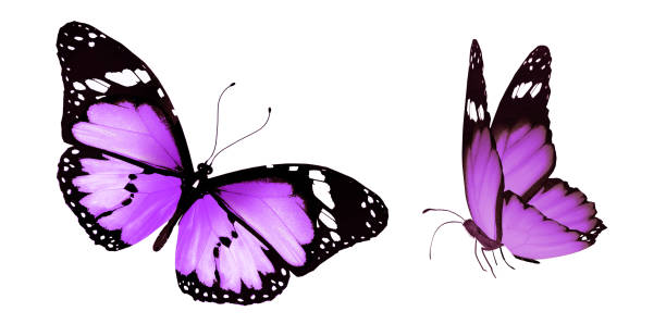istock Color butterflies , isolated on white background 1202222089