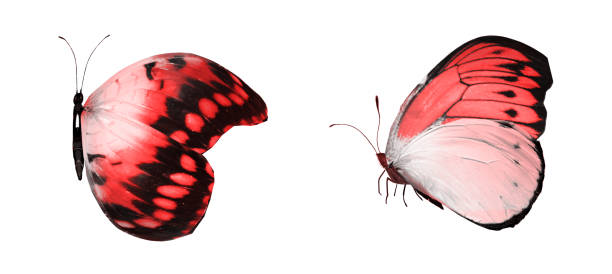 istock Color butterflies , isolated on white background 1202222093
