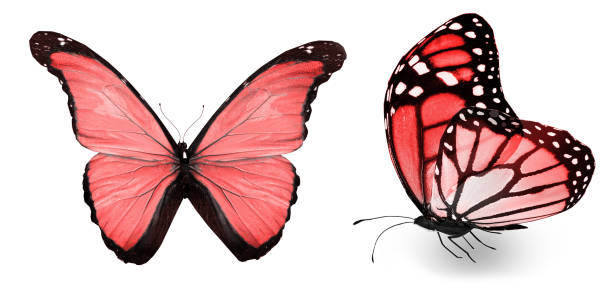 istock Color butterflies , isolated on white background 1202222106