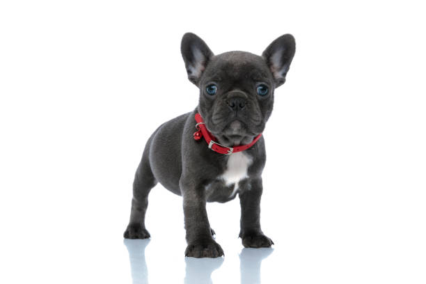 istock Jolly French bulldog cub looking forward 1202222258