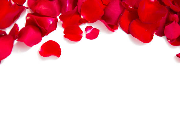 istock close up of red rose petals with copyspace 1202222518