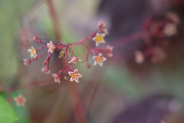 istock Smoke tree Royal Purple 1202223575