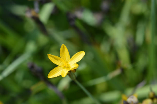 istock Yellow-eyed grass flower 1202223823