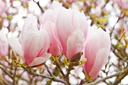 Lots of magnolia flowers on the whole screen. A thick-flowering magnolia tree.