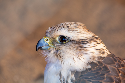 Portrait of Birds of Prey - Common Kestrel - Falco Tinnunculus