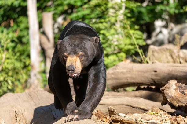 istock Sun bear also known as a Malaysian bear 1202224908